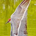 SandHill Crane Coming Out of Water  (Matted 18X24 Print 12X18) JAH-13-404